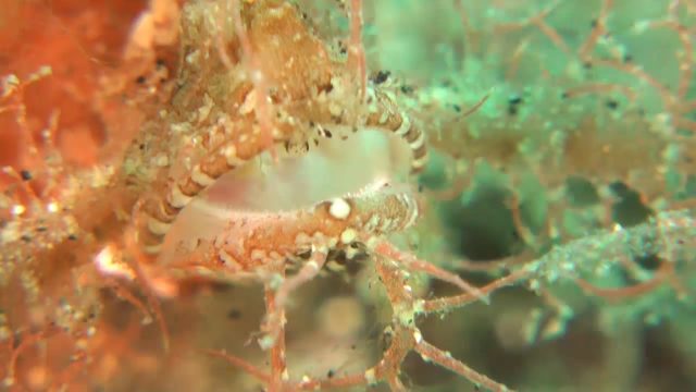 Ambon Scorpionfish (Pteroidichthys amboinensis)