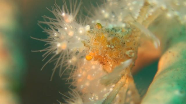 Anemone Decorator Crab (Majidae sp.)