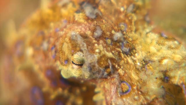 Blue Ring Octopus (Hapalochlaena sp.)