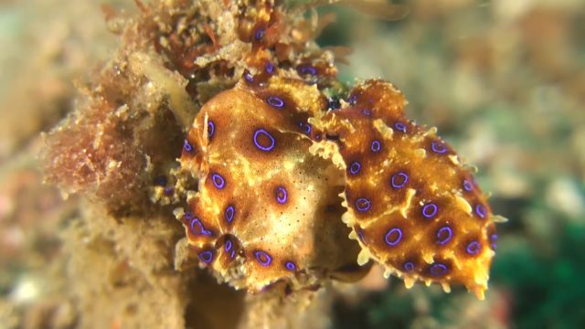 Blue Ring Octopus Eating (Hapalochlaena sp.)