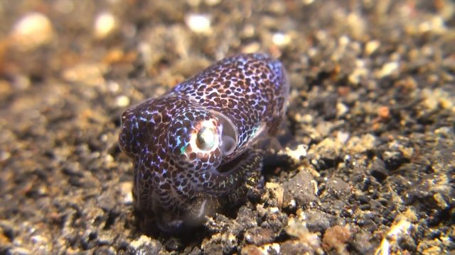 Bobtail Squid (Euprymna berryi)