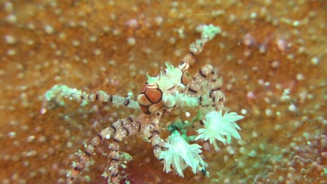 Boxing Crab (Lybia tessellata)