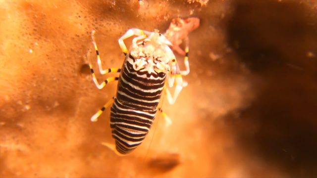 Bumblebee Shrimp (Gnathophyllum americanum)