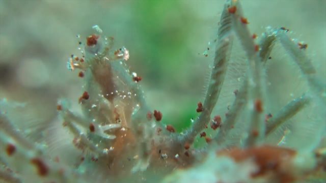 Sponge Leg Crab (Changing Skins)