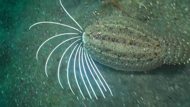 Cockatoo Flounder (Samaris cristatus)