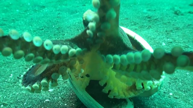 Coconut Octopus (Octopus marginatus)