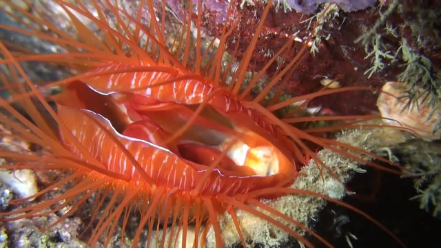 Electric Disco Scallop (Lima sp.)