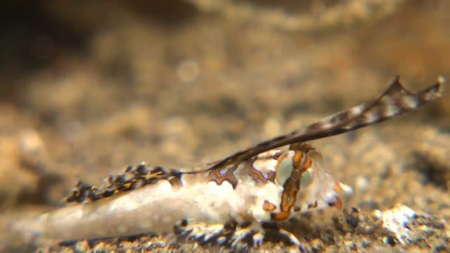 Fingered Dragonet (juvenile) (Dactylopus dactylopus)