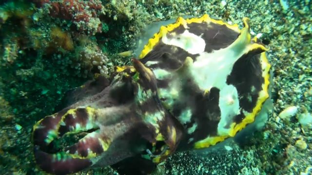 Flamboyant Cuttlefish (Metasepia pfefferi)