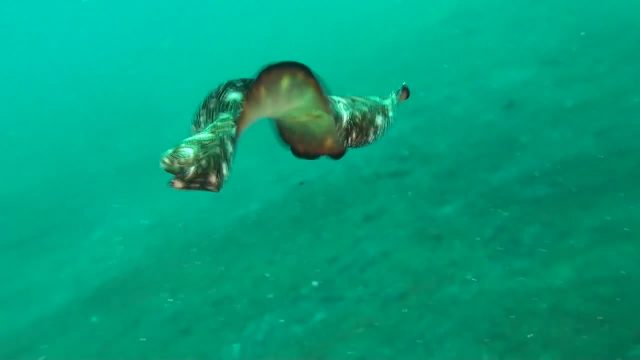 Polyclad Flatworm (Pseudoceros sp.)