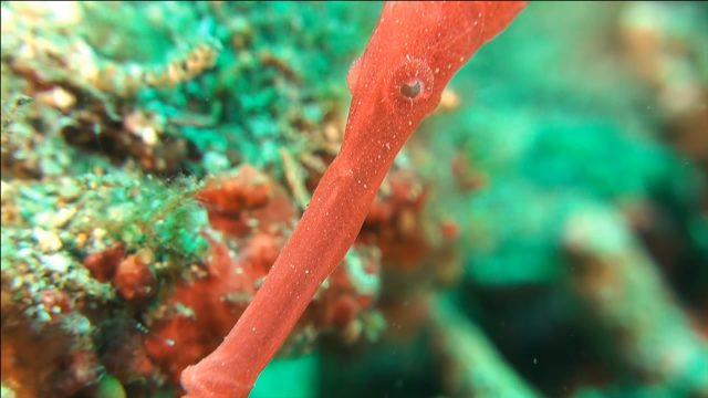 Ghost Pipefish (Solenostomidae)