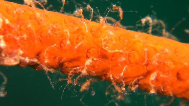 Skeleton (Ghost) Shrimp (Caprella sp.)