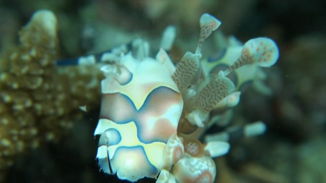 Harlequin Shrimp (Hymenocera elegans)