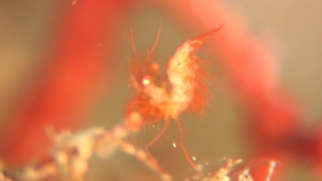 Hairy Shrimp (Phycocaris simulans)