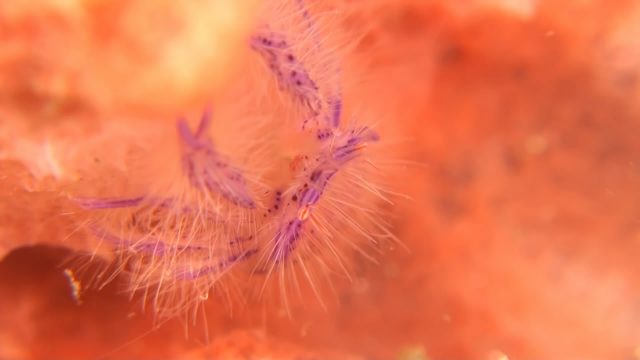 Hairy Squat Lobster (Lauriea siagiani)