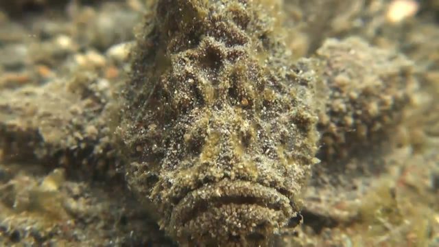 Lembeh Velvetfish (Paraploactis sp1.)