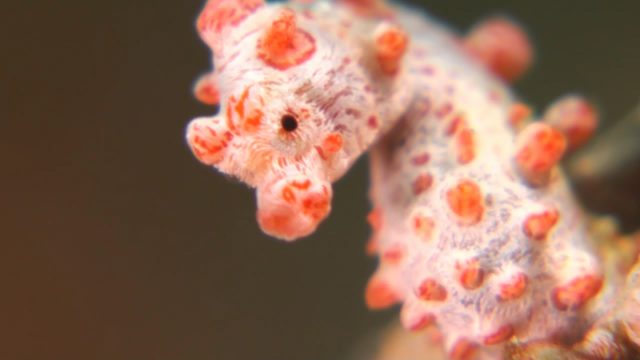 Yawning Bargibanti's Seahorse (Hippocampus bargibanti)