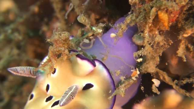 Risbecia tryoni (Feeding)