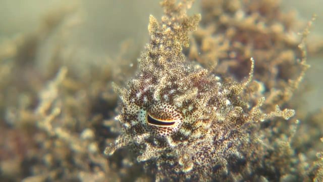 Shaggy Octopus (Abdopus aculeatus)