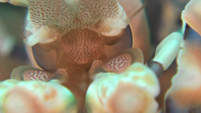 Harlequin Shrimp - Dinner Time (Hymenocera elegans)