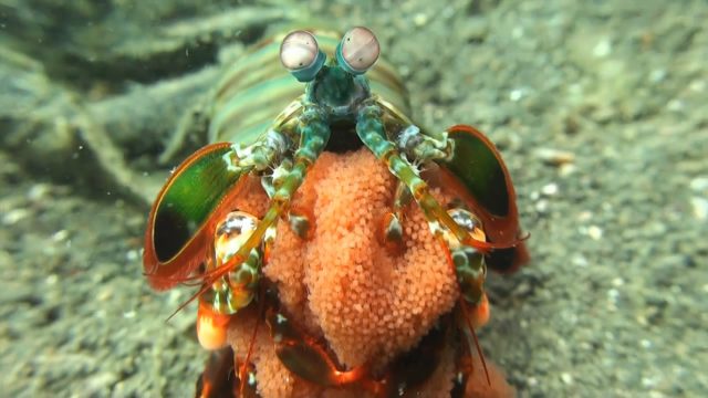 Peacock Mantis Shrimp with Eggs (Odontodactylus scyllarus)