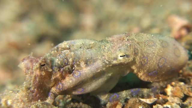 Blue Ring Octopuses Mating (Hapalochlaena sp.)