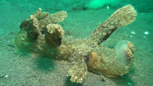 Weird Nudibranch (Melibe papillosa)