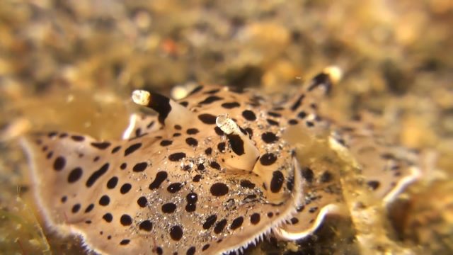 Moon-faced Nudibranch (Euselenops luniceps)