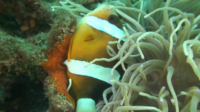 Clark's Anemonefish Fertilising Eggs (Amphiprion clarkii)