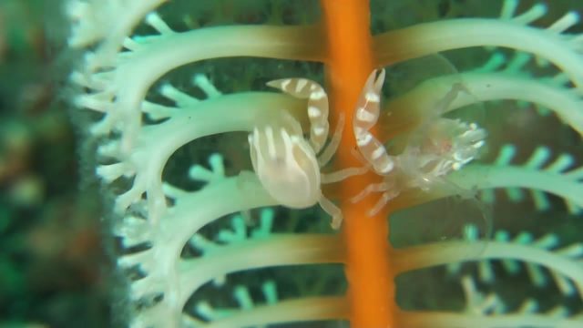 Haig's Porcelain Crab (Porcellanella haigae)