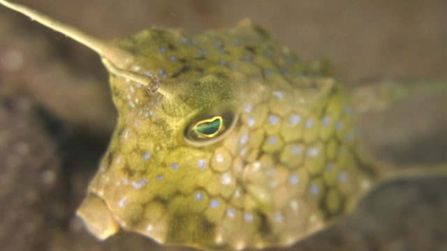 Longhorn Cowfish (Lactoria cornuta)