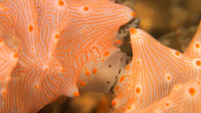 Nudibranchs (Collection 2)