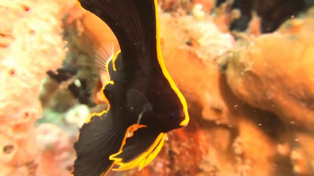 Pinnate Spadefish - Large Juvenile (Platax pinnatus)
