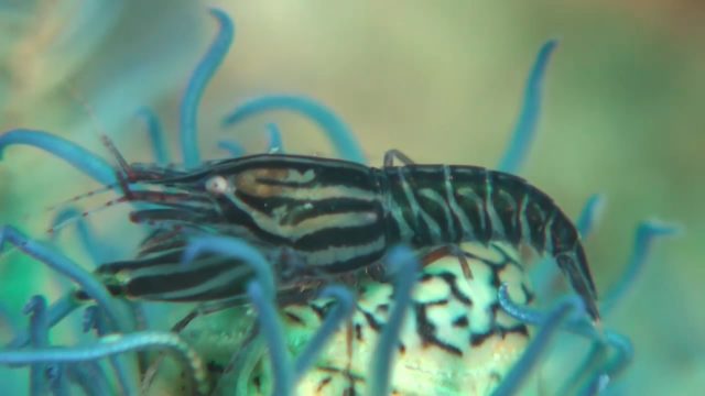 Striped Snapping Shrimp (Synalpheus striatus)