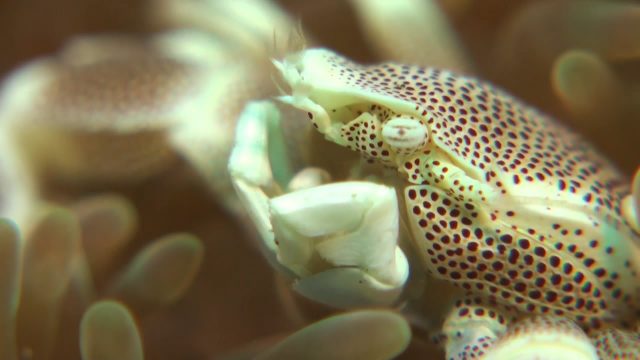 Spotted Porcelain Crab (Neopetrolisthes maculatus)
