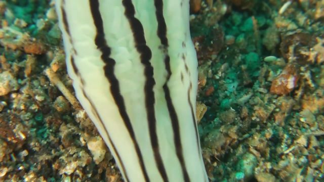 Five-Lined Ribbon Worm (Baseodiscus quinquelineatus)