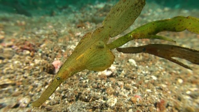 Robust Ghost Pipefish - Mating Fight (Solenostomus cyanopterus)