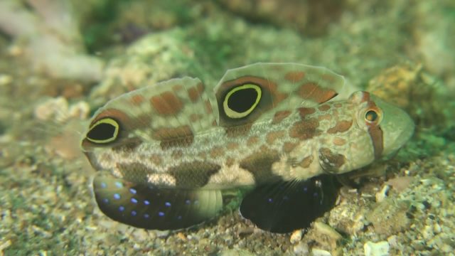 Signal (Crabeye) Goby (Signigobius biocellatus)