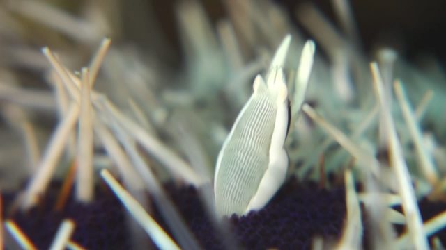 Urchin Bumblebee Shrimp (Gnathophyllides mineri)