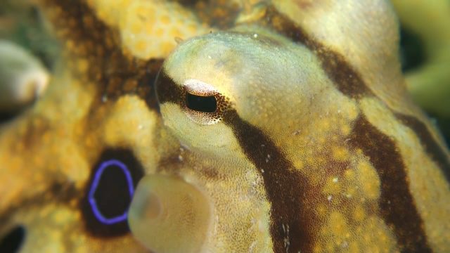 Mototi Octopus (Octopus mototi)