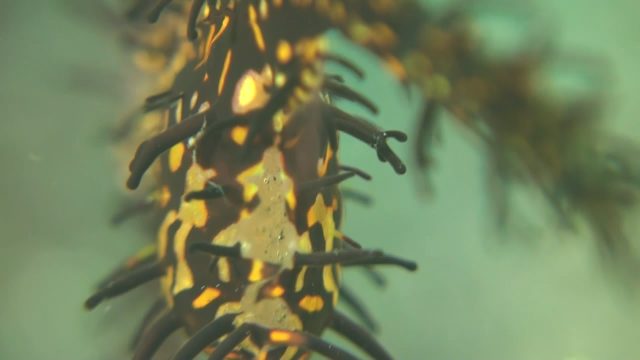 Ornate Ghost Pipefish with Eggs (Solenostomus paradoxus)