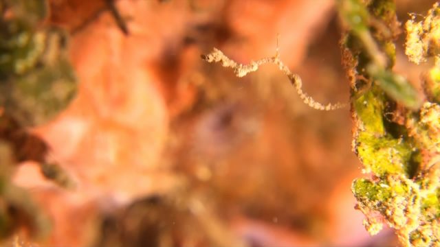 Lembeh Pygmy Seadragon (Kyonemichthys rumengani)