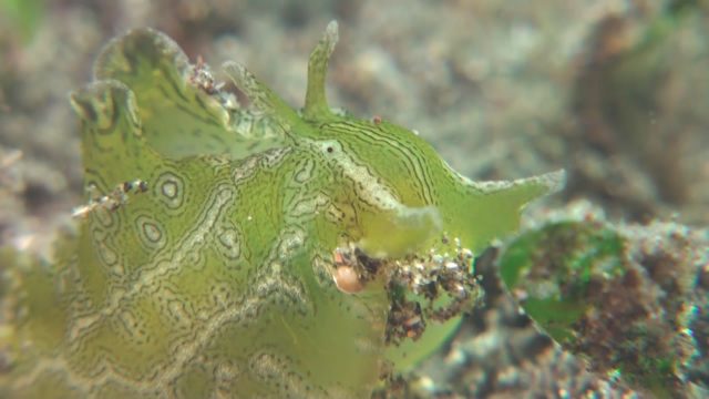 Geographic Sea Hare (Syphonota geographica)