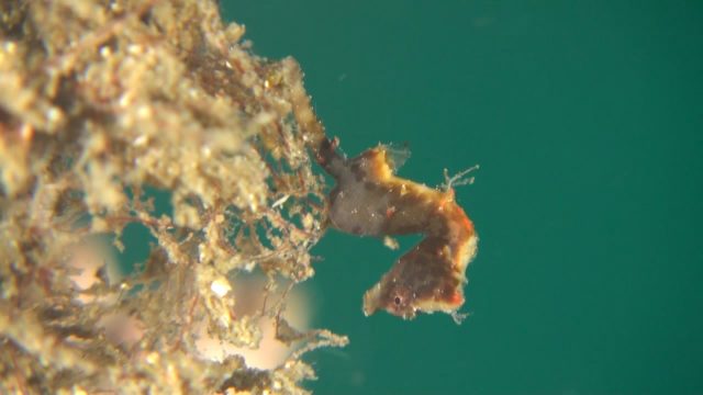 Severn's Pygmy Seahorse (Hippocampus severnsi)