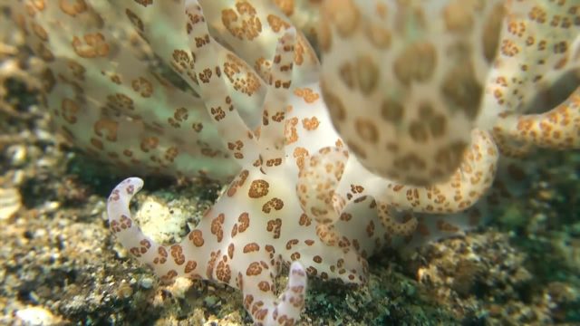 Solar Powered Nudibranch (Phyllodesmium longicirra)