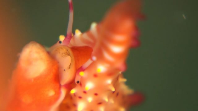 Spindle Cowrie (Phenacovolva tokioi)
