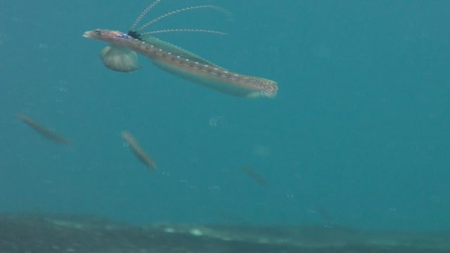 Threadfin Sand Diver (Trichonotus elegans)