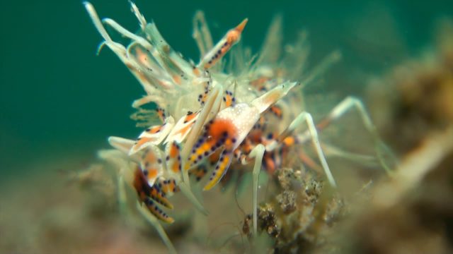 Tiger Shrimp (Phyllognathia ceratopthalma)