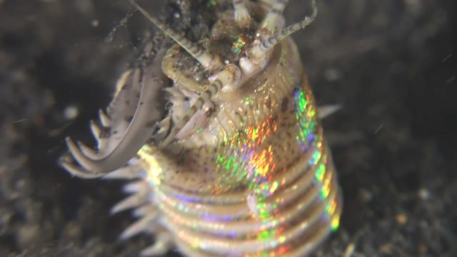 Bobbit Worm (Eunice aphroditois)