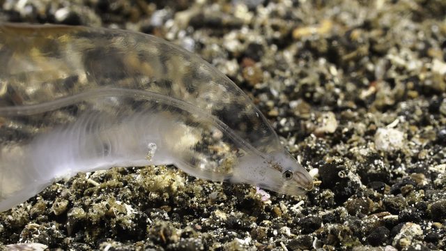 Transparent Juvenile Eel (Gymnothorax sp.)